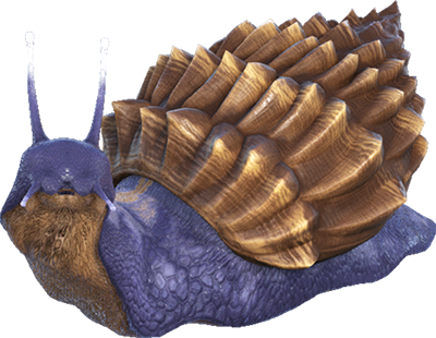 Achatina Image