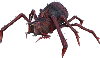 Aranéo Image