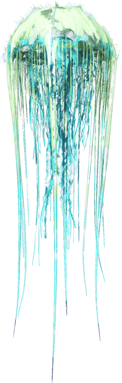 Cnidaria Image