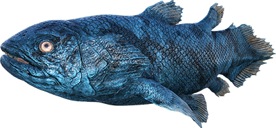 Coelacanthe Image