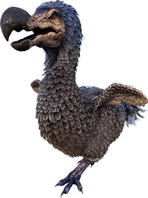 Dodo Image