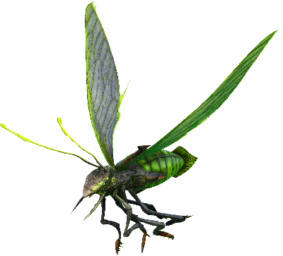 Luciole Image