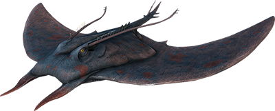 Manta Image