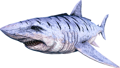 Mégalodon Image