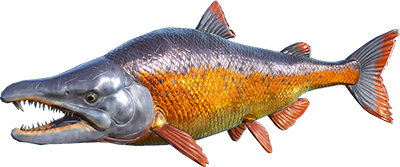 Saumon Image