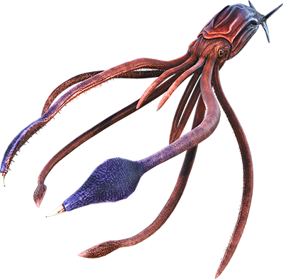 Tusoteuthis Image